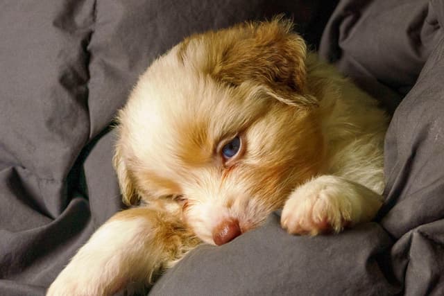 Miniature American Shepherd Puppies media 5