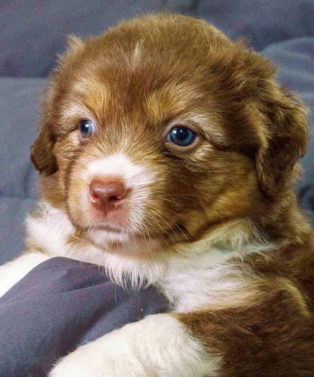 Miniature American Shepherd Puppies media 2
