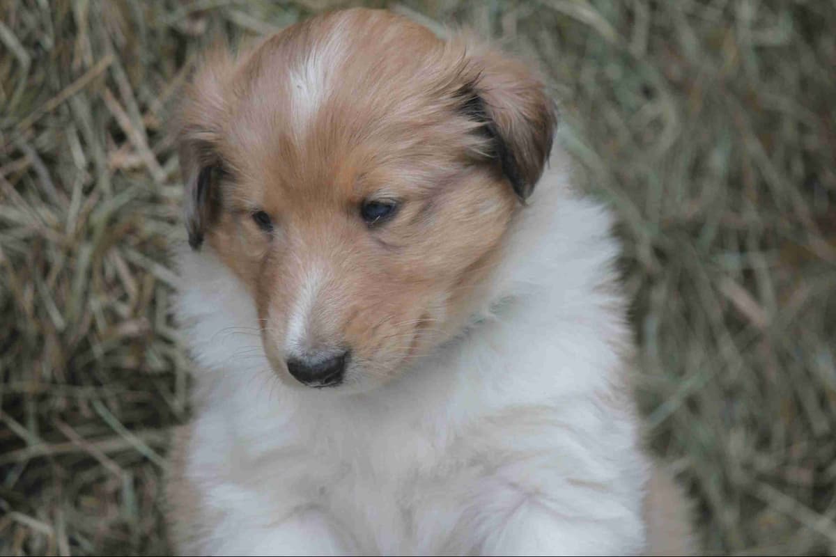 Purebred AKC Rough Collie Puppies - Availeble Now! breeder image 2