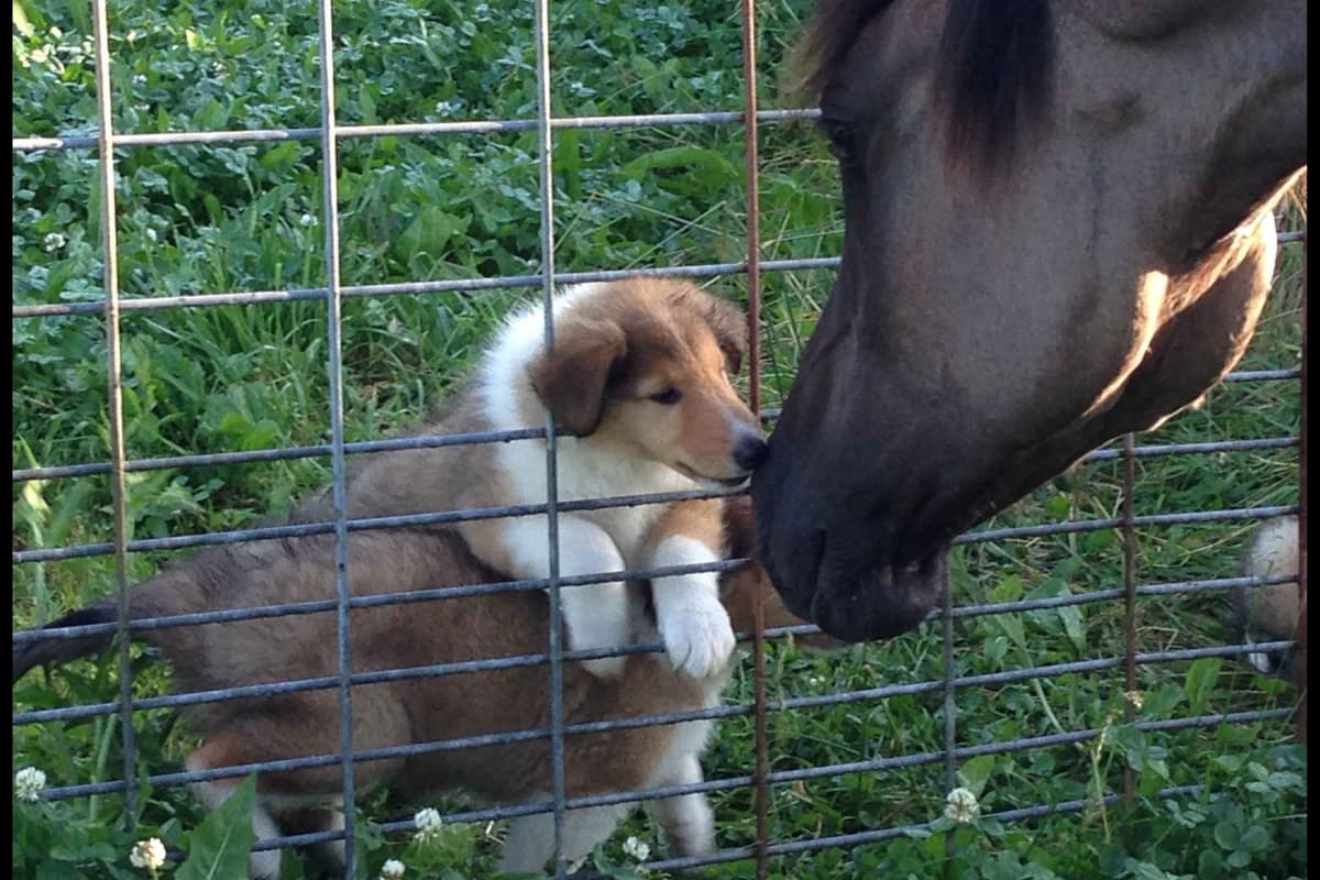 Purebred AKC Rough Collie Puppies - Availeble Now! breeder image 4