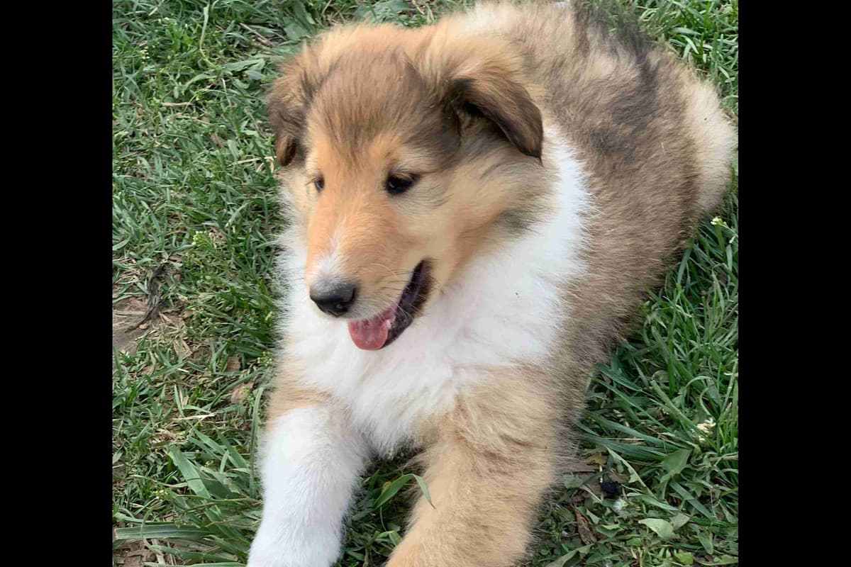 Purebred AKC Rough Collie Puppies - Availeble Now! breeder image 7