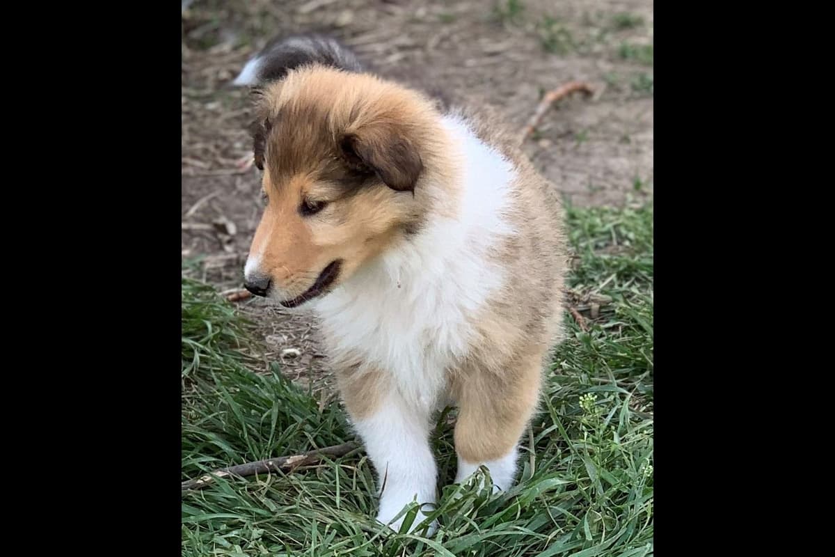 Purebred AKC Rough Collie Puppies - Availeble Now! breeder image 8