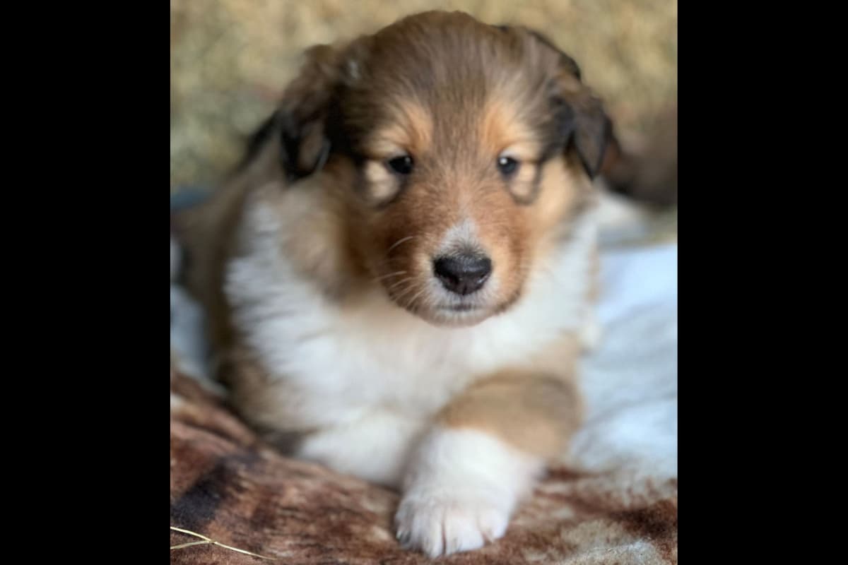 Purebred AKC Rough Collie Puppies - Availeble Now! breeder image 9