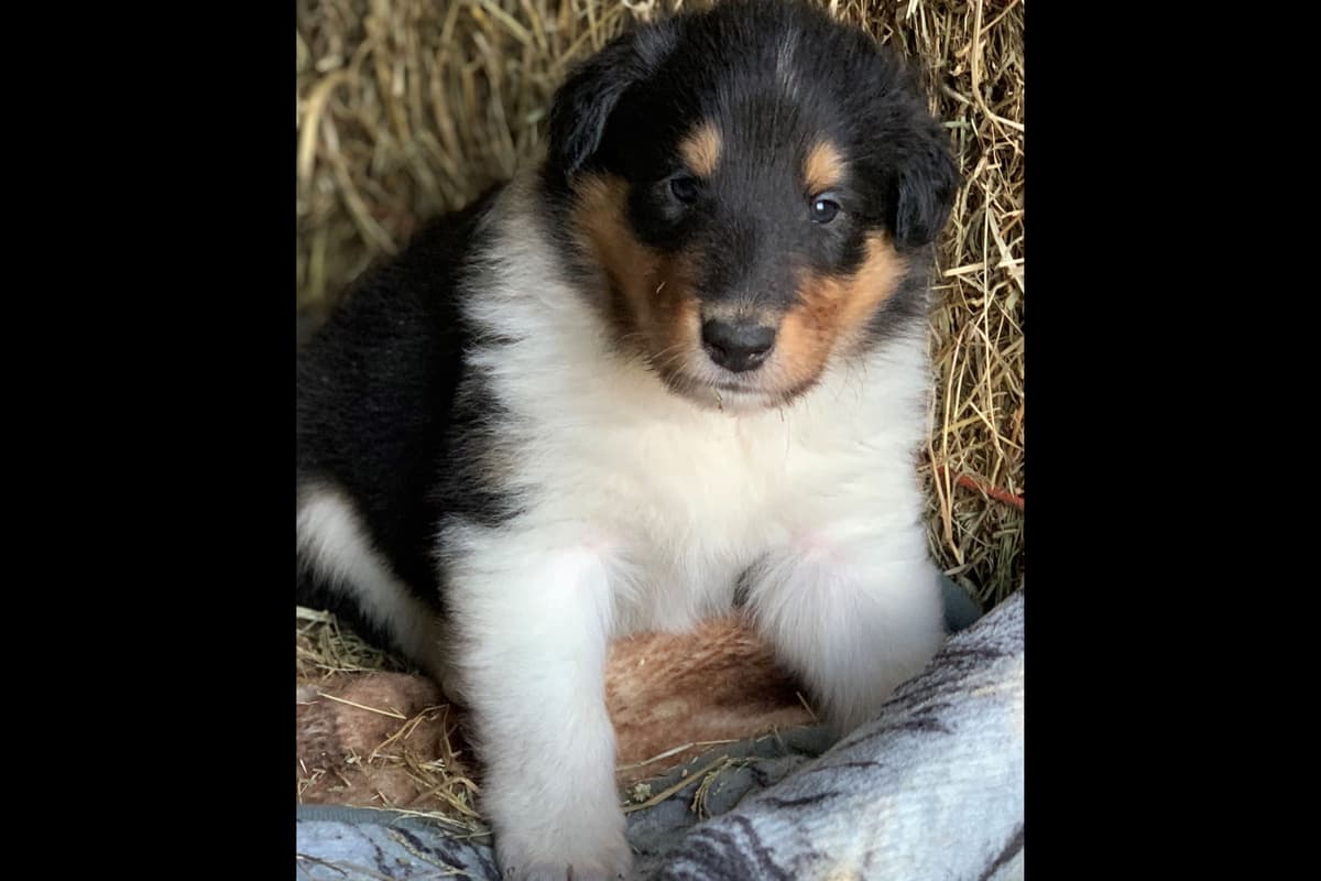 Purebred AKC Rough Collie Puppies - Availeble Now! breeder image 10
