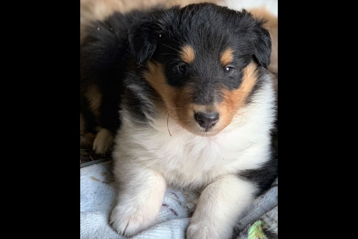 Purebred AKC Rough Collie Puppies - Availeble Now! breeder image 11
