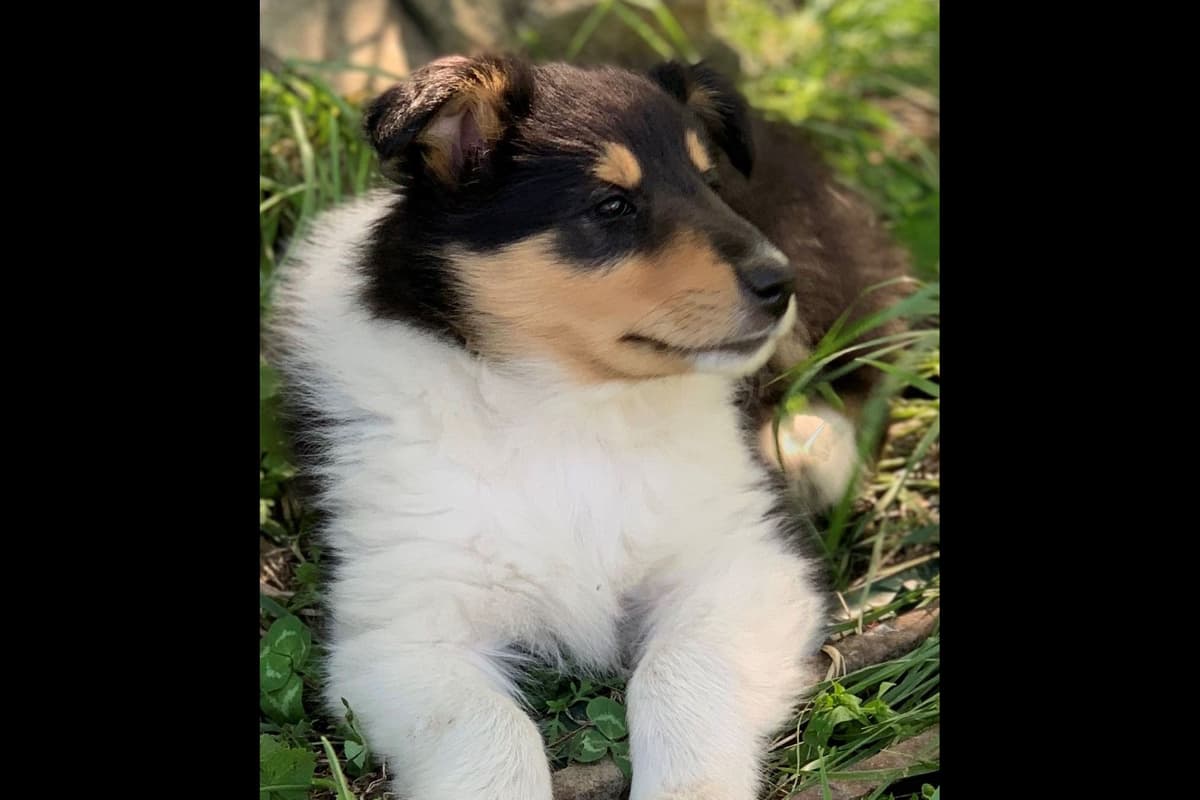 Purebred AKC Rough Collie Puppies - Availeble Now! breeder image 12
