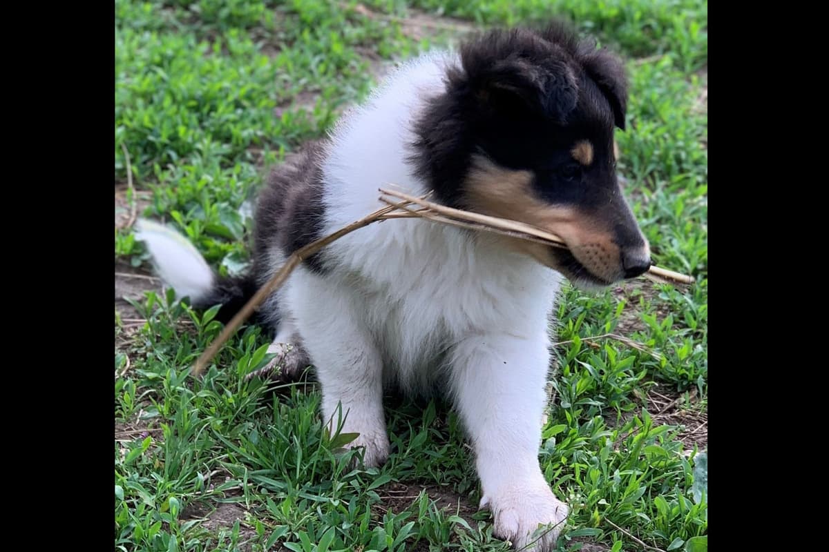 Purebred AKC Rough Collie Puppies - Availeble Now! breeder image 13
