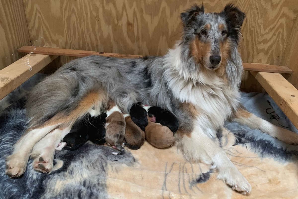 Purebred AKC Rough Collie Puppies - Availeble Now! breeder image 14