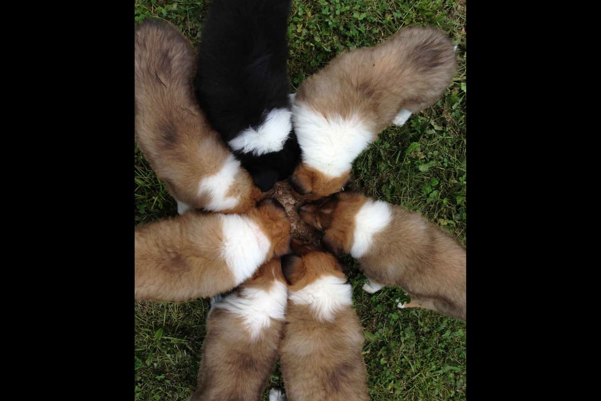 Purebred AKC Rough Collie Puppies - Availeble Now! breeder image 15
