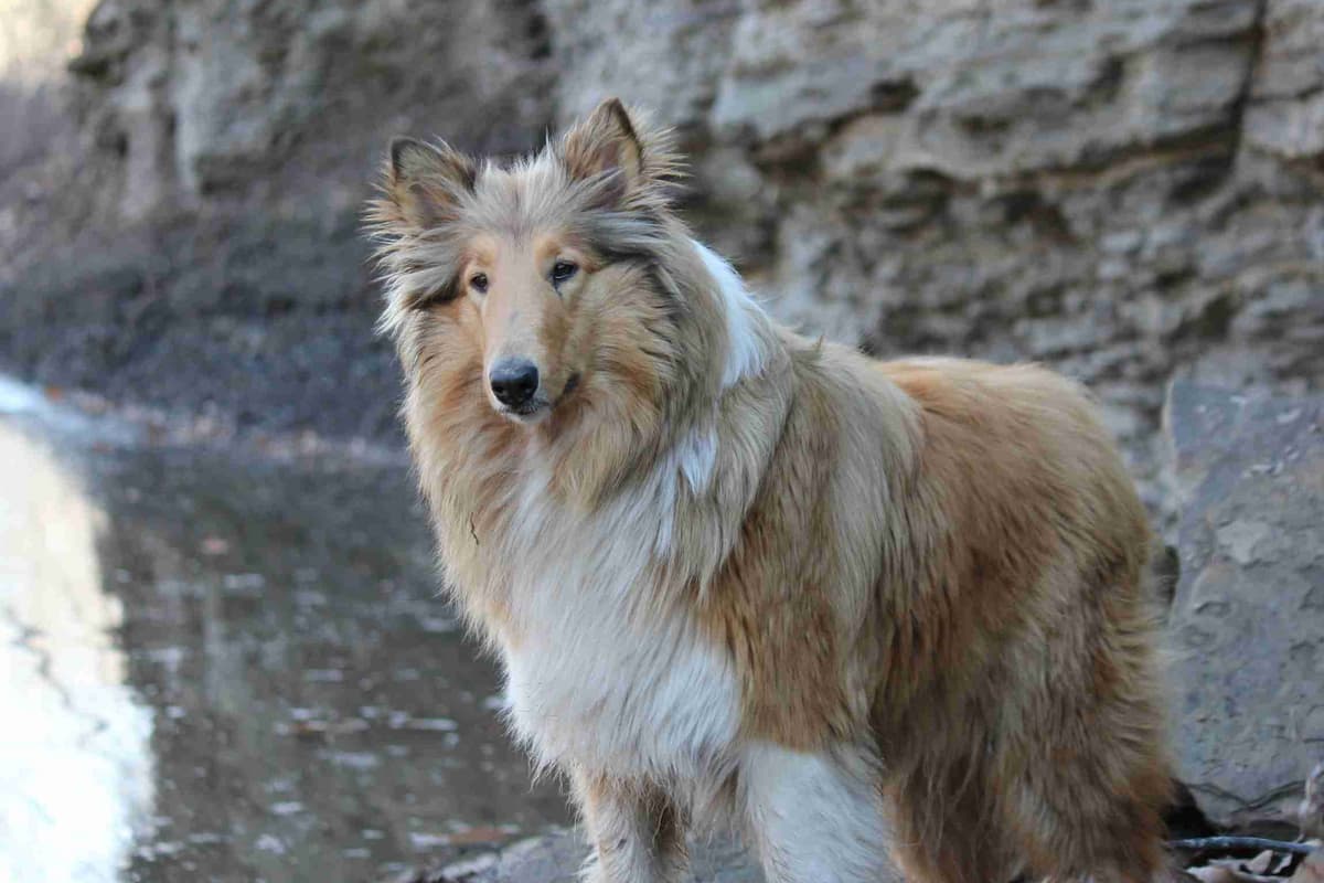 Purebred AKC Rough Collie Puppies - Availeble Now! breeder image 16