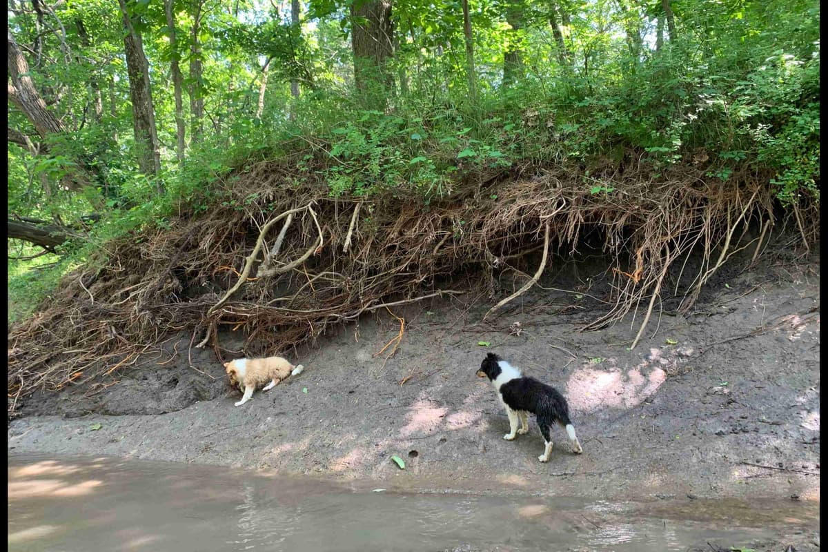 Purebred AKC Rough Collie Puppies - Availeble Now! breeder image 18