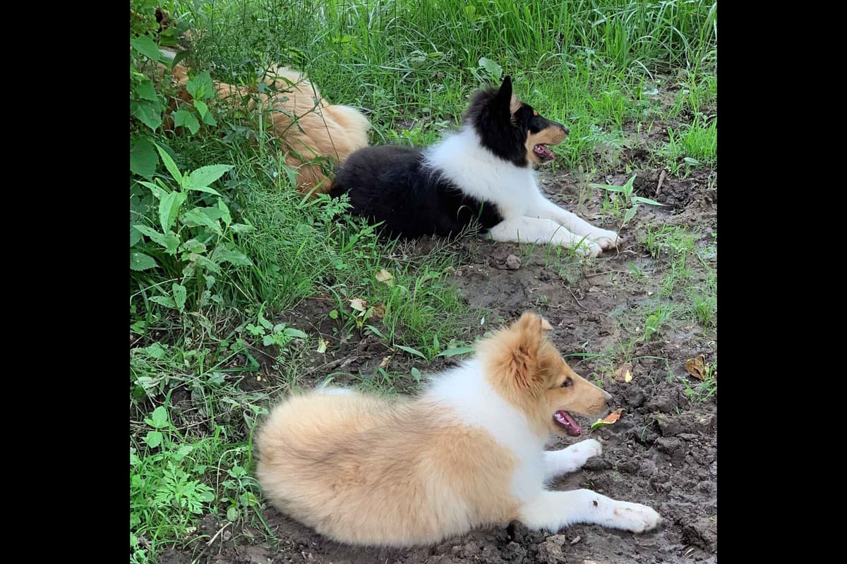 Purebred AKC Rough Collie Puppies - Availeble Now! breeder image 20