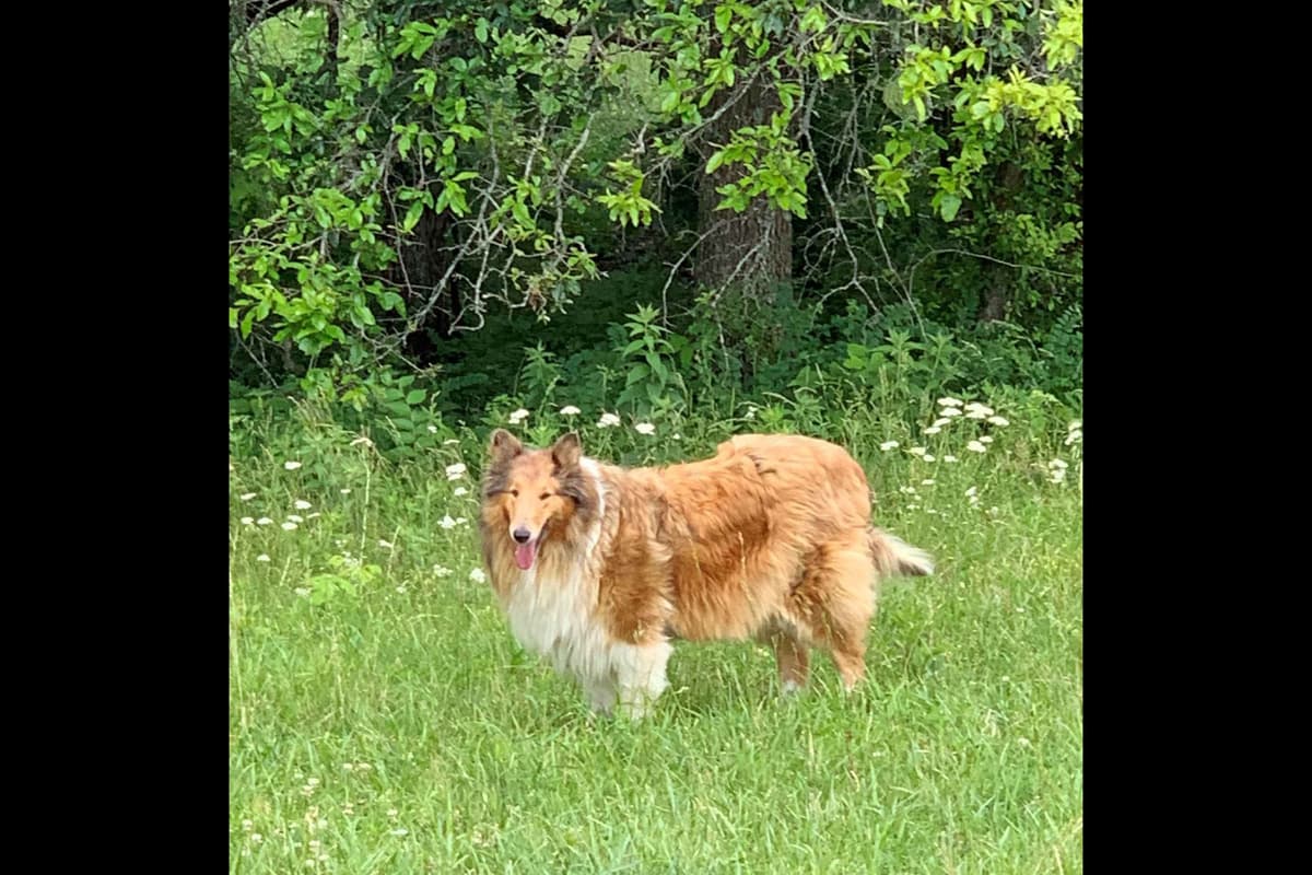 Purebred AKC Rough Collie Puppies - Availeble Now! breeder image 22