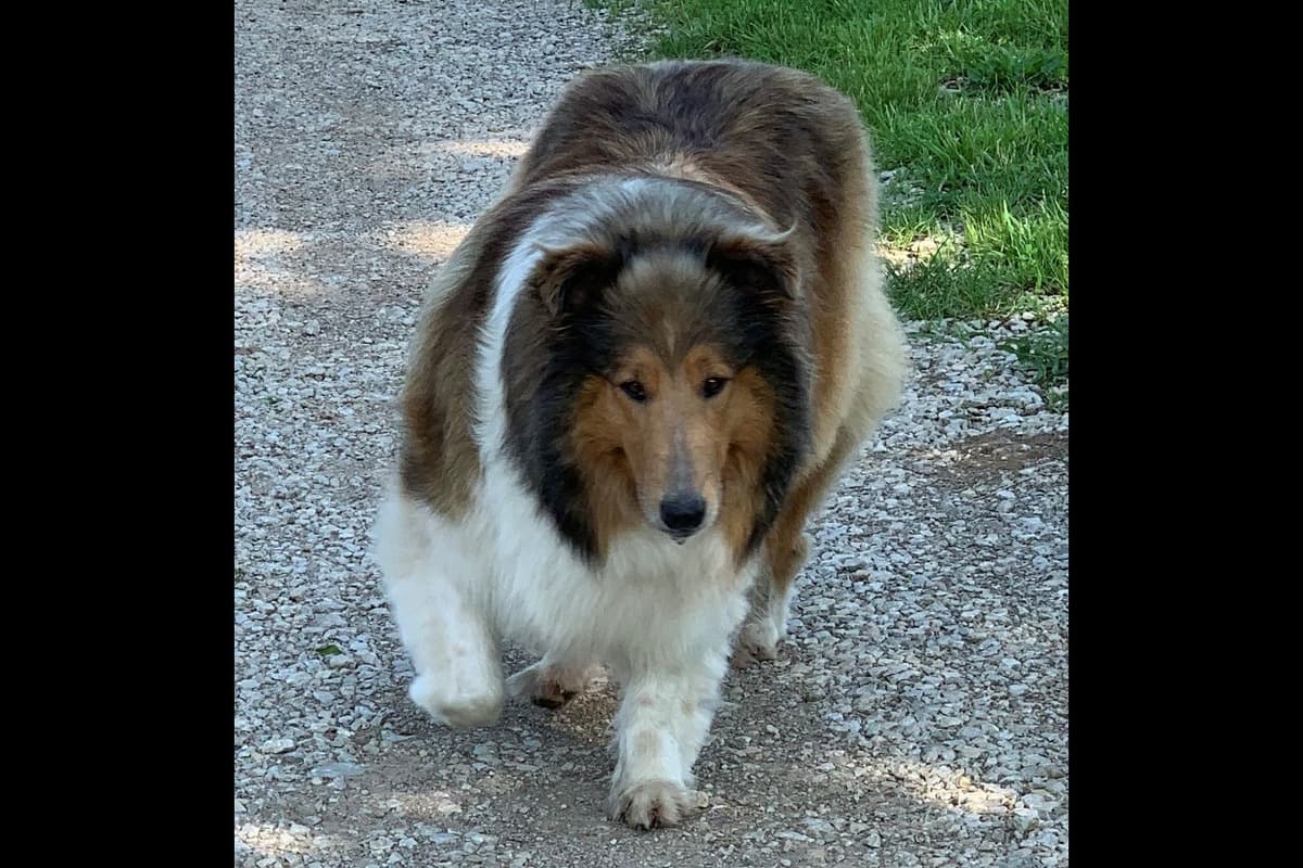 Purebred AKC Rough Collie Puppies - Availeble Now! breeder image 24