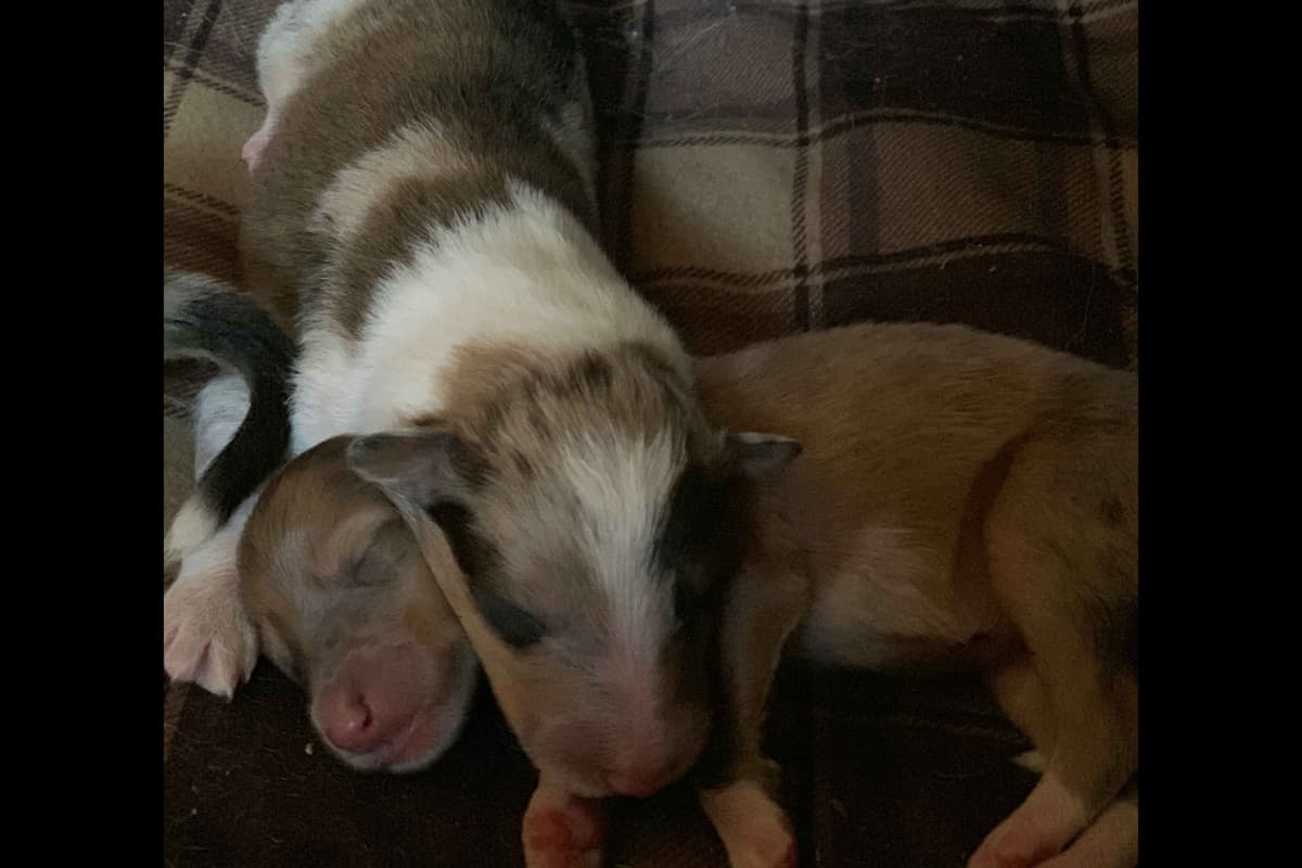 Purebred AKC Rough Collie Puppies - Availeble Now! breeder image 25