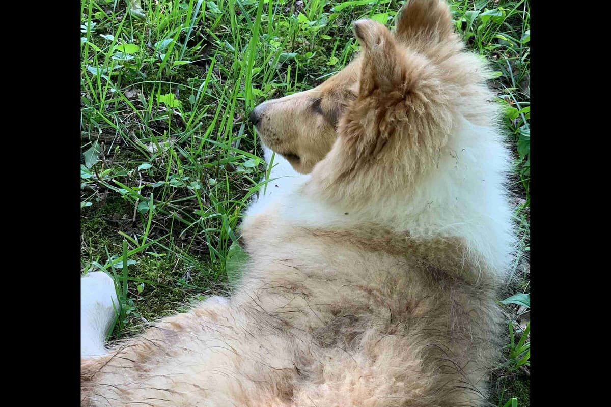 Purebred AKC Rough Collie Puppies - Availeble Now! breeder image 26