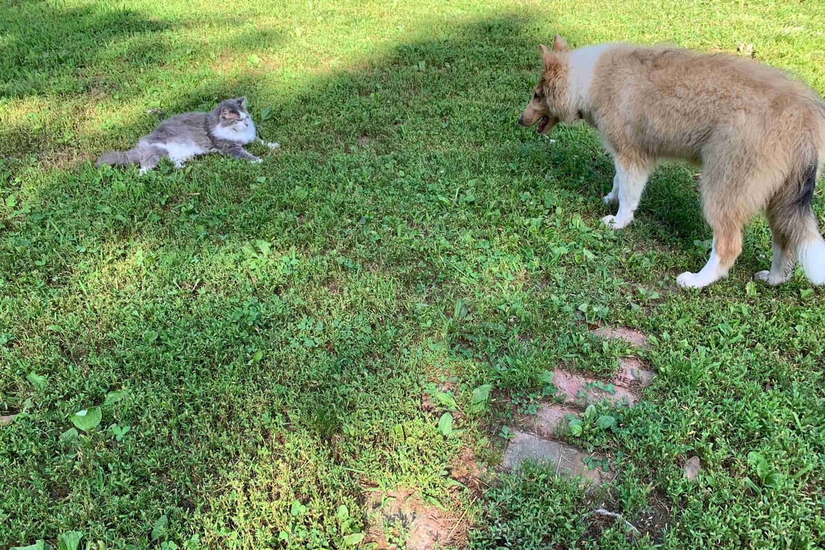 Purebred AKC Rough Collie Puppies - Availeble Now! breeder image 28