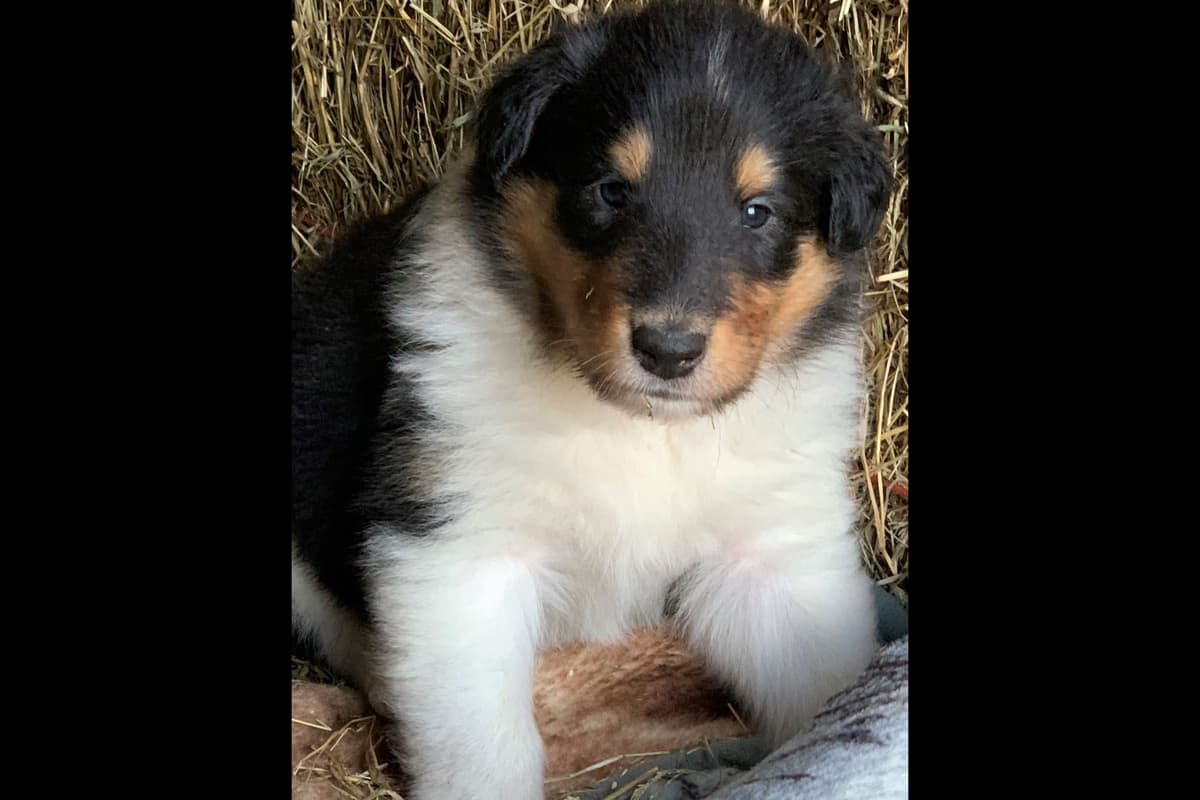 Purebred AKC Rough Collie Puppies - Availeble Now! breeder image 29