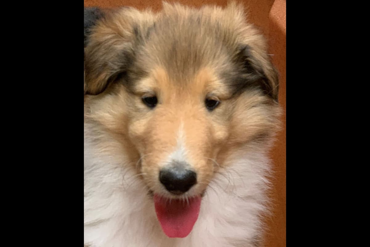 Purebred AKC Rough Collie Puppies - Availeble Now! breeder image 30