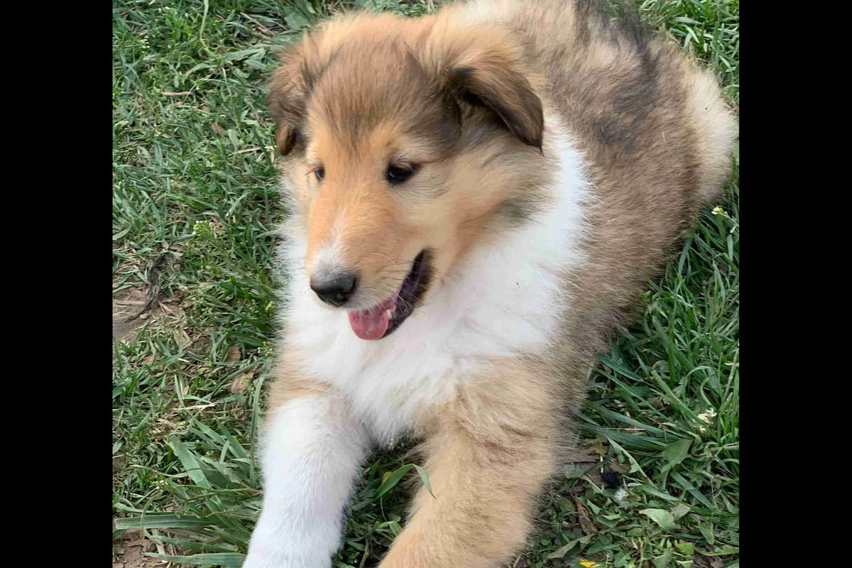 Purebred AKC Rough Collie Puppies - Availeble Now! breeder image 32