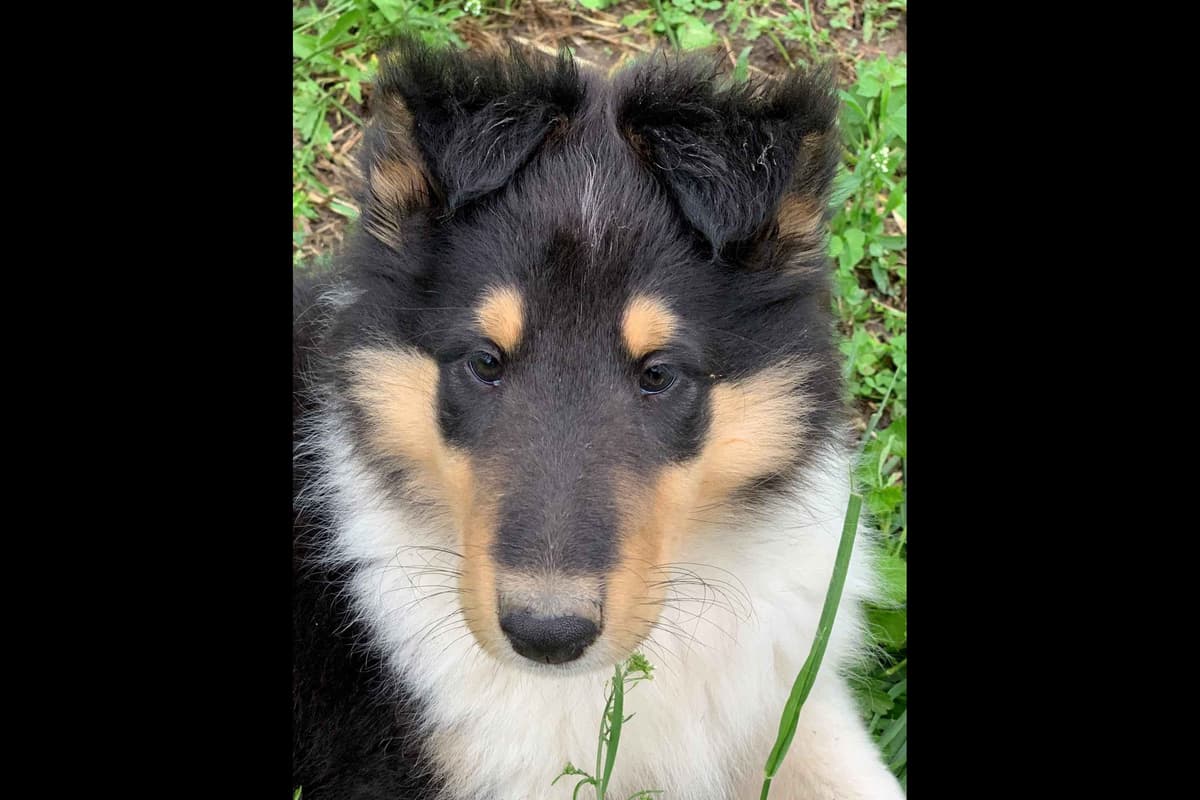Purebred AKC Rough Collie Puppies - Availeble Now! breeder image 33