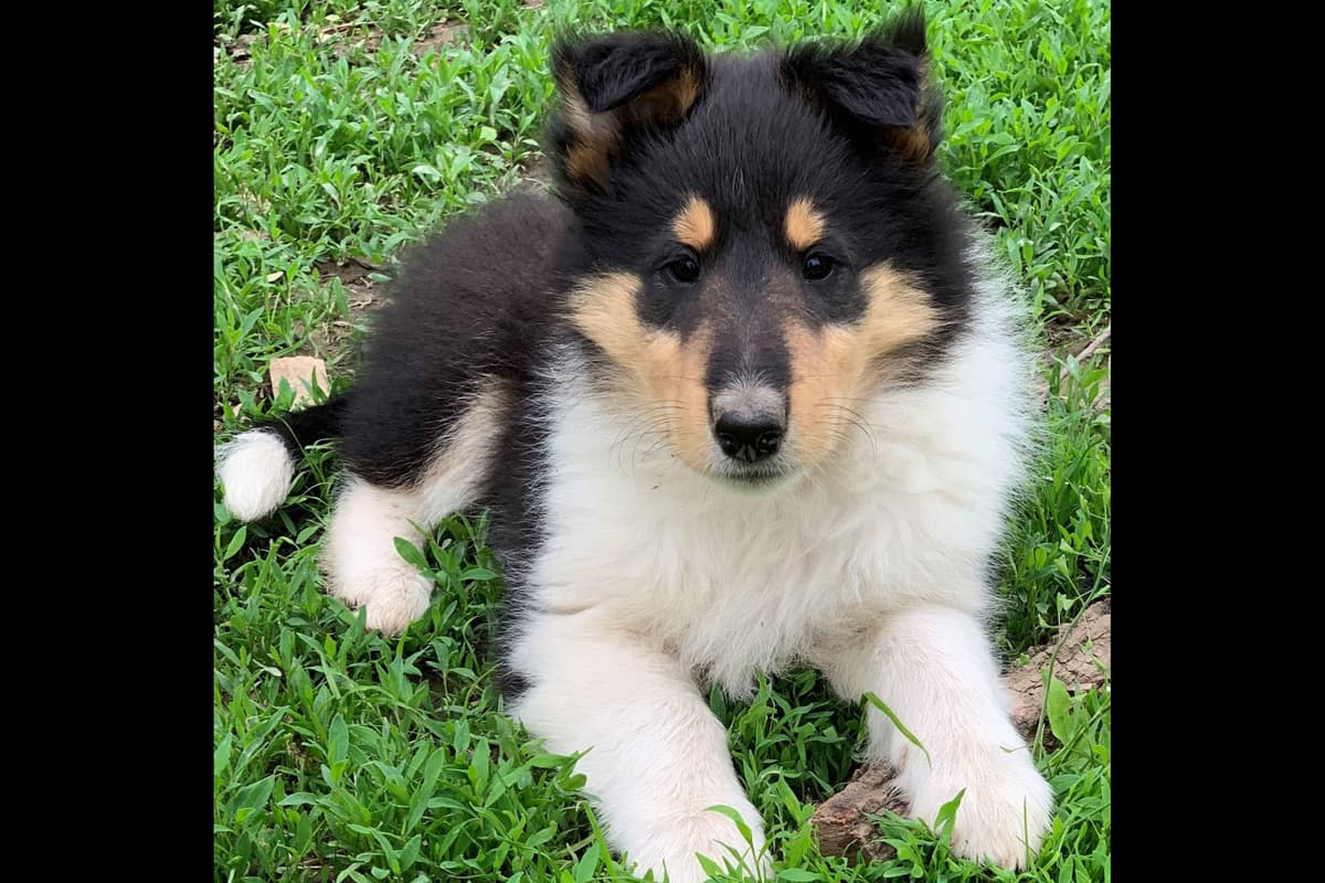 Purebred AKC Rough Collie Puppies - Availeble Now! breeder image 34