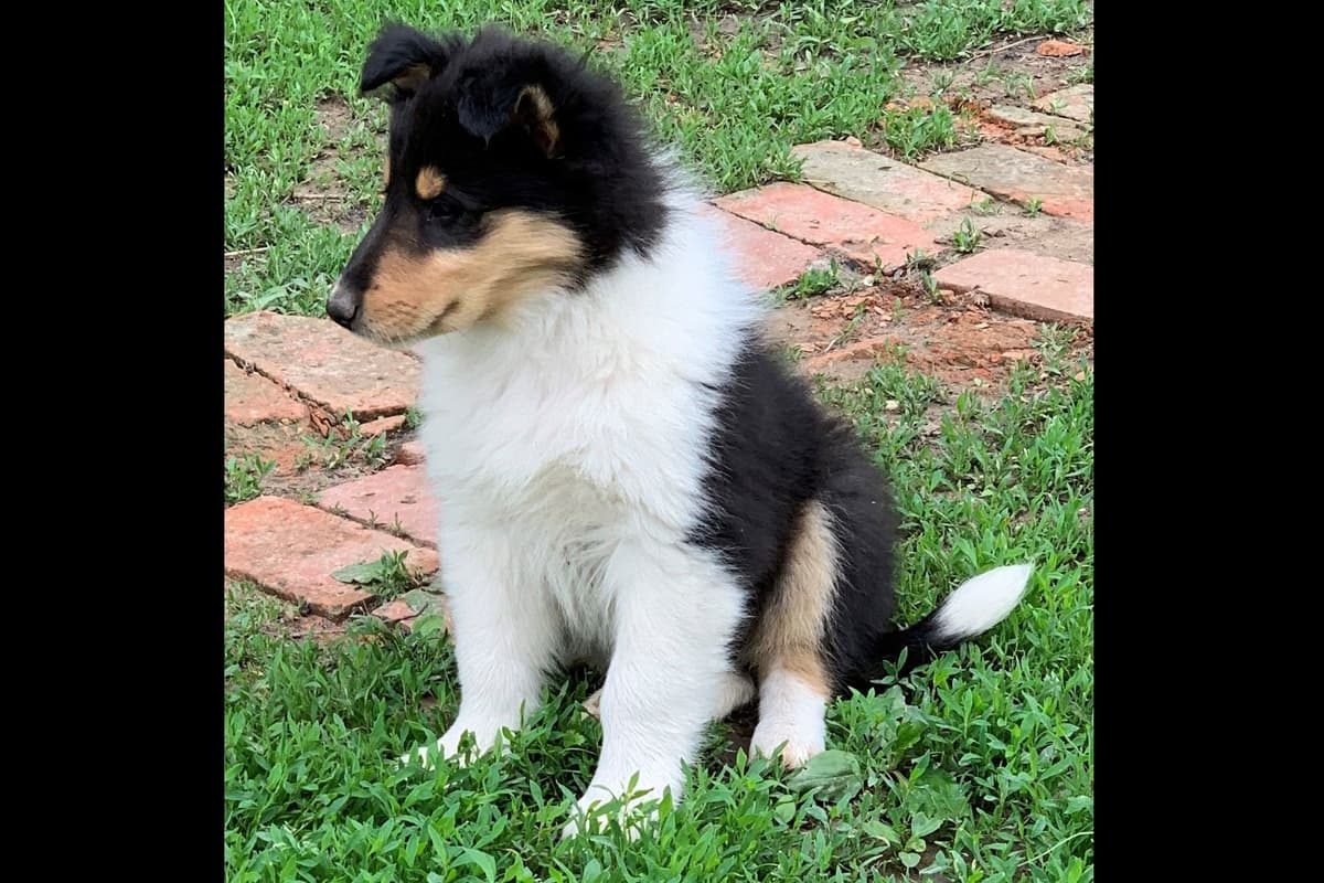 Purebred AKC Rough Collie Puppies - Availeble Now! breeder image 35
