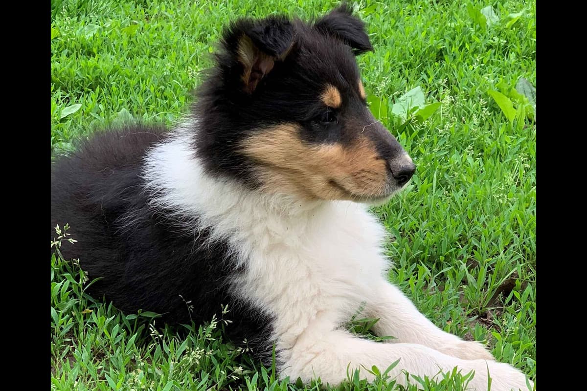 Purebred AKC Rough Collie Puppies - Availeble Now! breeder image 36