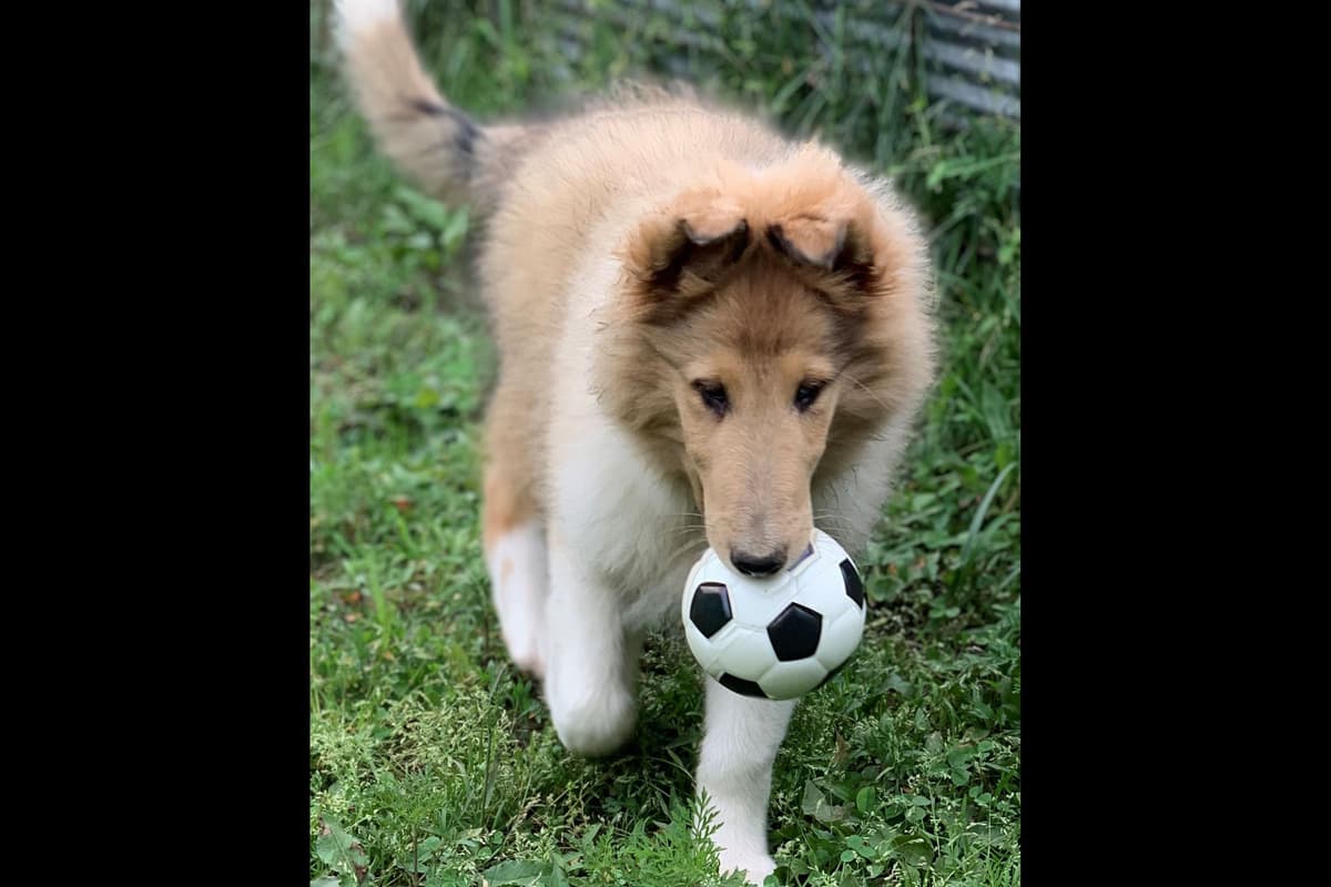 Purebred AKC Rough Collie Puppies - Availeble Now! breeder image 37