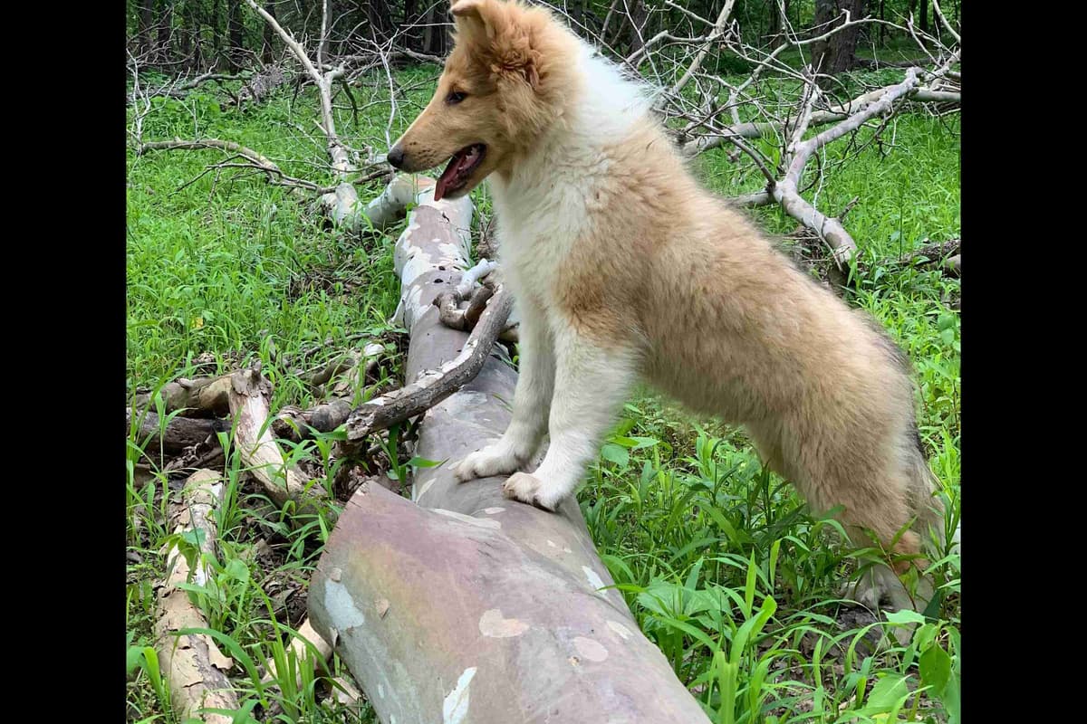 Purebred AKC Rough Collie Puppies - Availeble Now! breeder image 38