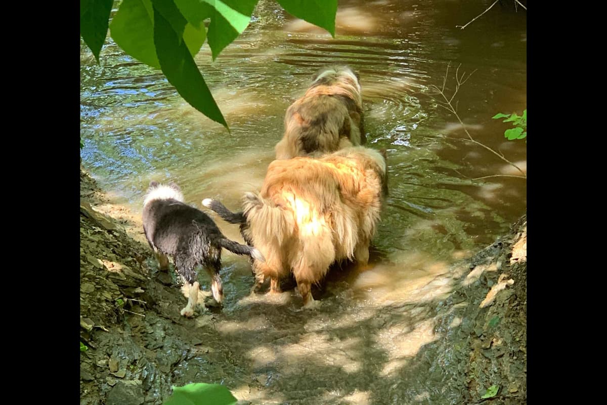 Purebred AKC Rough Collie Puppies - Availeble Now! breeder image 39