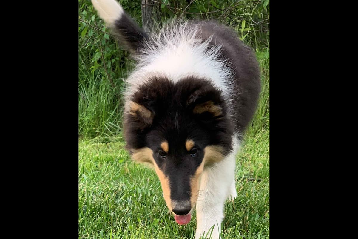 Purebred AKC Rough Collie Puppies - Availeble Now! breeder image 40