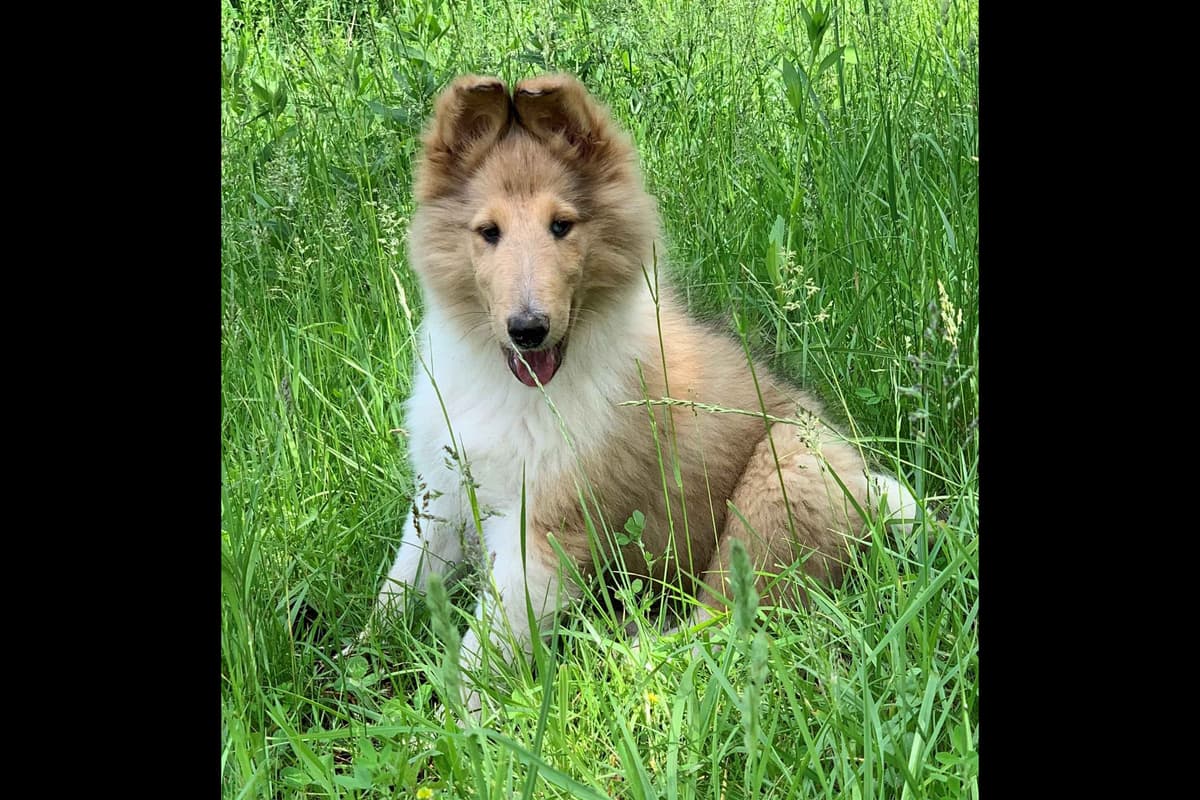 Purebred AKC Rough Collie Puppies - Availeble Now! breeder image 41