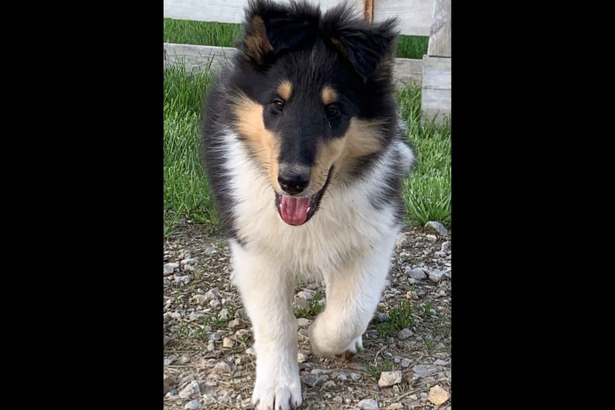 Purebred AKC Rough Collie Puppies - Availeble Now! breeder image 42