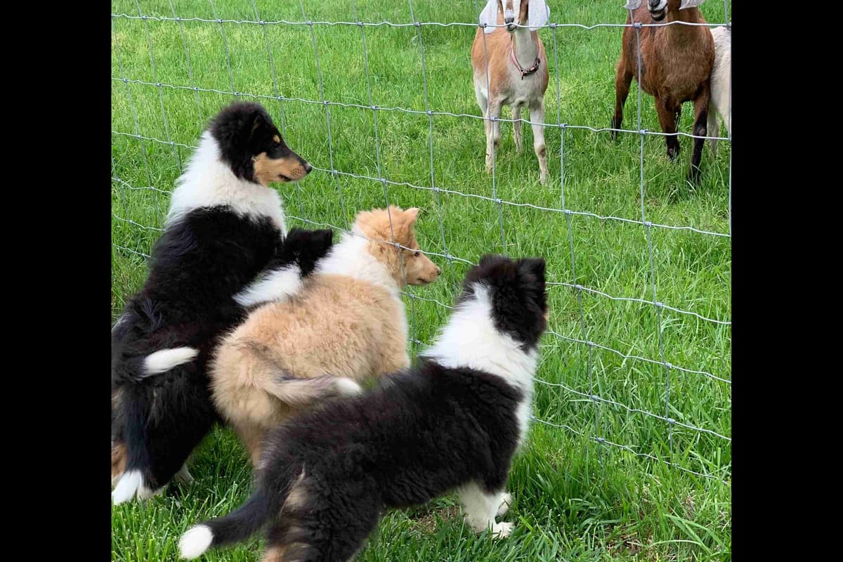 Purebred AKC Rough Collie Puppies - Availeble Now! breeder image 43