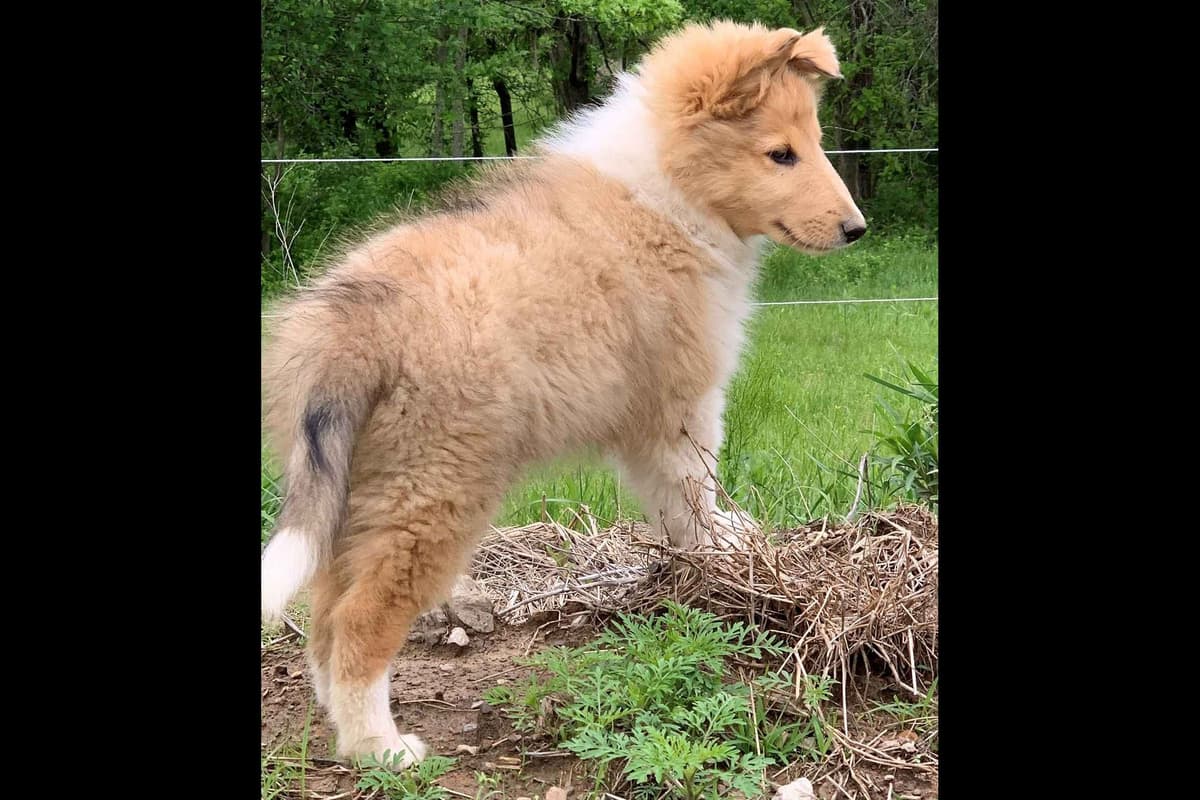 Purebred AKC Rough Collie Puppies - Availeble Now! breeder image 44