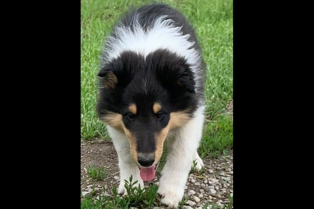 Purebred AKC Rough Collie Puppies - Availeble Now! breeder image 45
