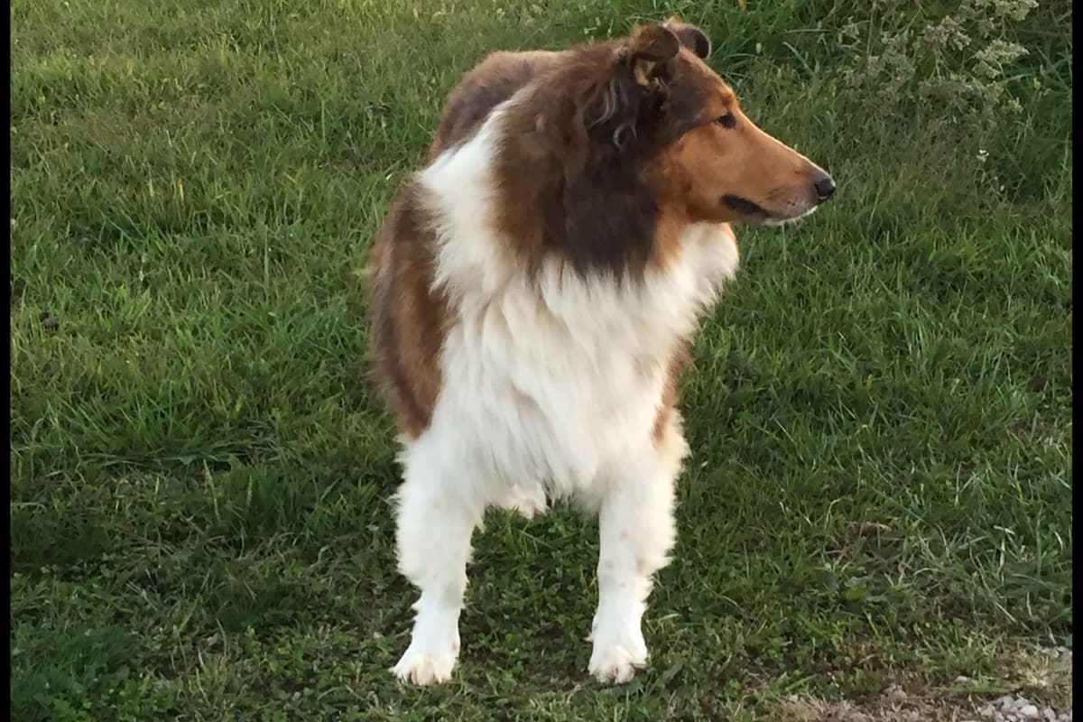 Purebred AKC Rough Collie Puppies - Availeble Now! breeder image 46