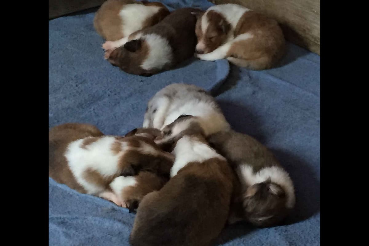 Purebred AKC Rough Collie Puppies - Availeble Now! breeder image 47