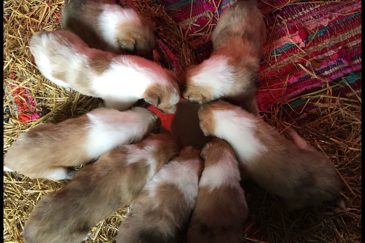 Purebred AKC Rough Collie Puppies - Availeble Now! breeder image 48