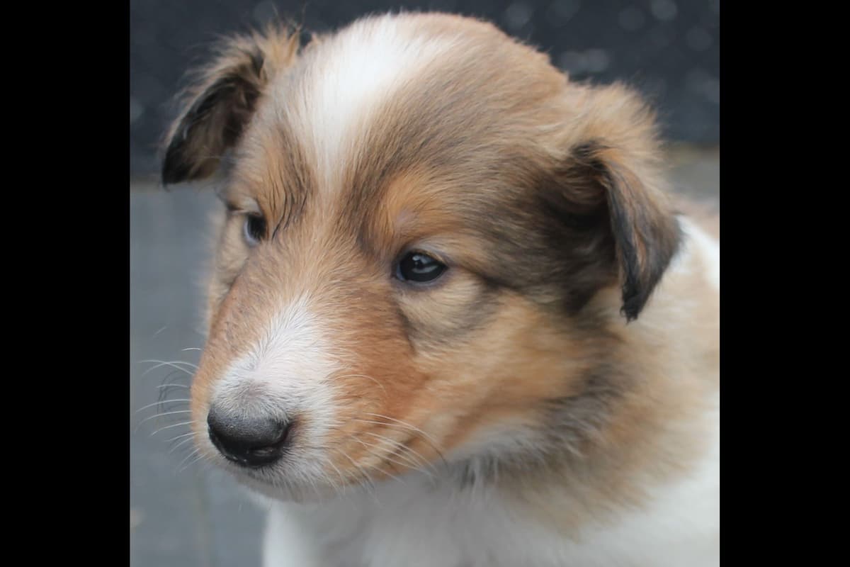 Purebred AKC Rough Collie Puppies - Availeble Now! breeder image 49