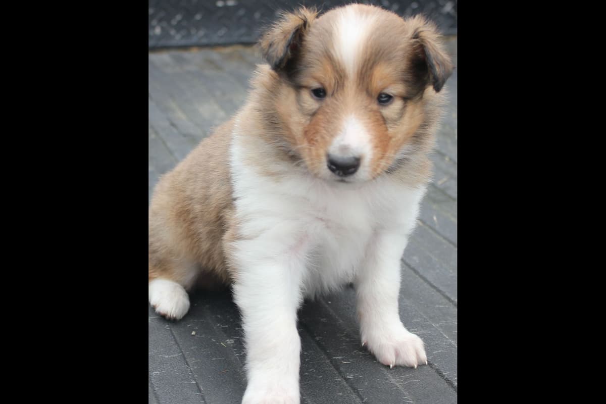 Purebred AKC Rough Collie Puppies - Availeble Now! breeder image 50