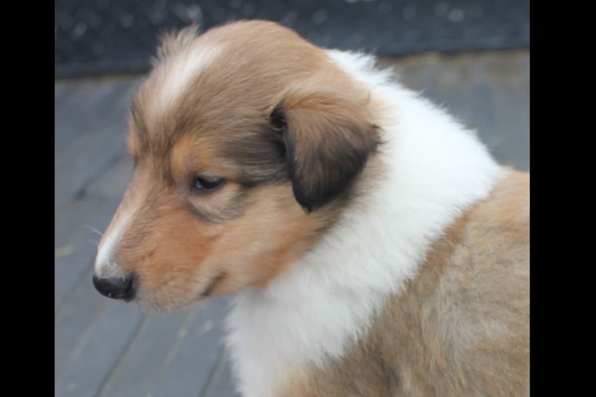 Purebred AKC Rough Collie Puppies - Availeble Now! breeder image 52