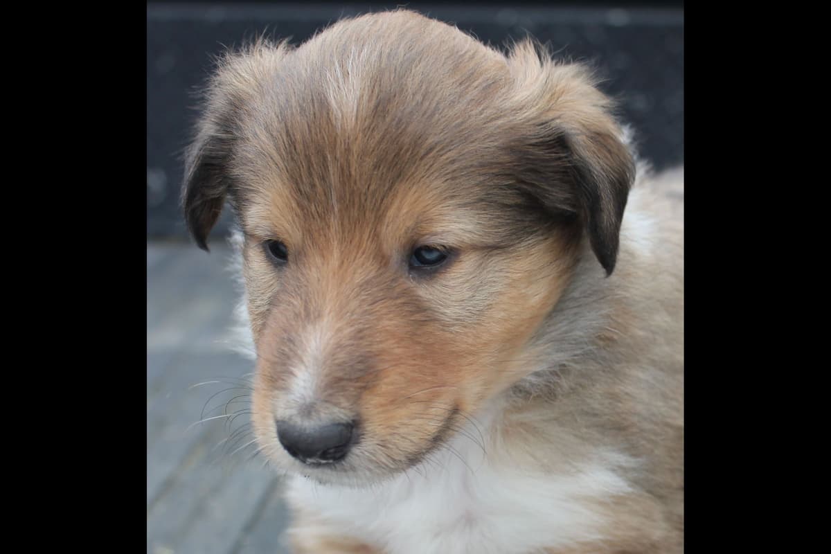 Purebred AKC Rough Collie Puppies - Availeble Now! breeder image 53