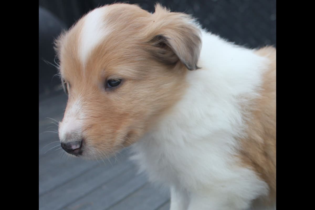 Purebred AKC Rough Collie Puppies - Availeble Now! breeder image 54