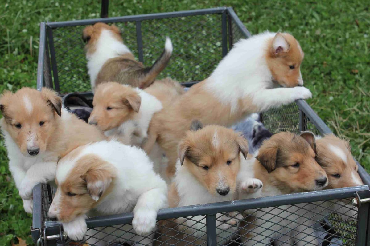 Purebred AKC Rough Collie Puppies - Availeble Now! breeder image 55