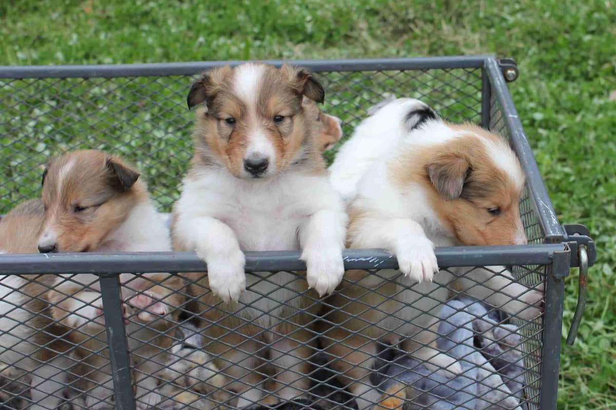 Purebred AKC Rough Collie Puppies - Availeble Now! breeder image 56
