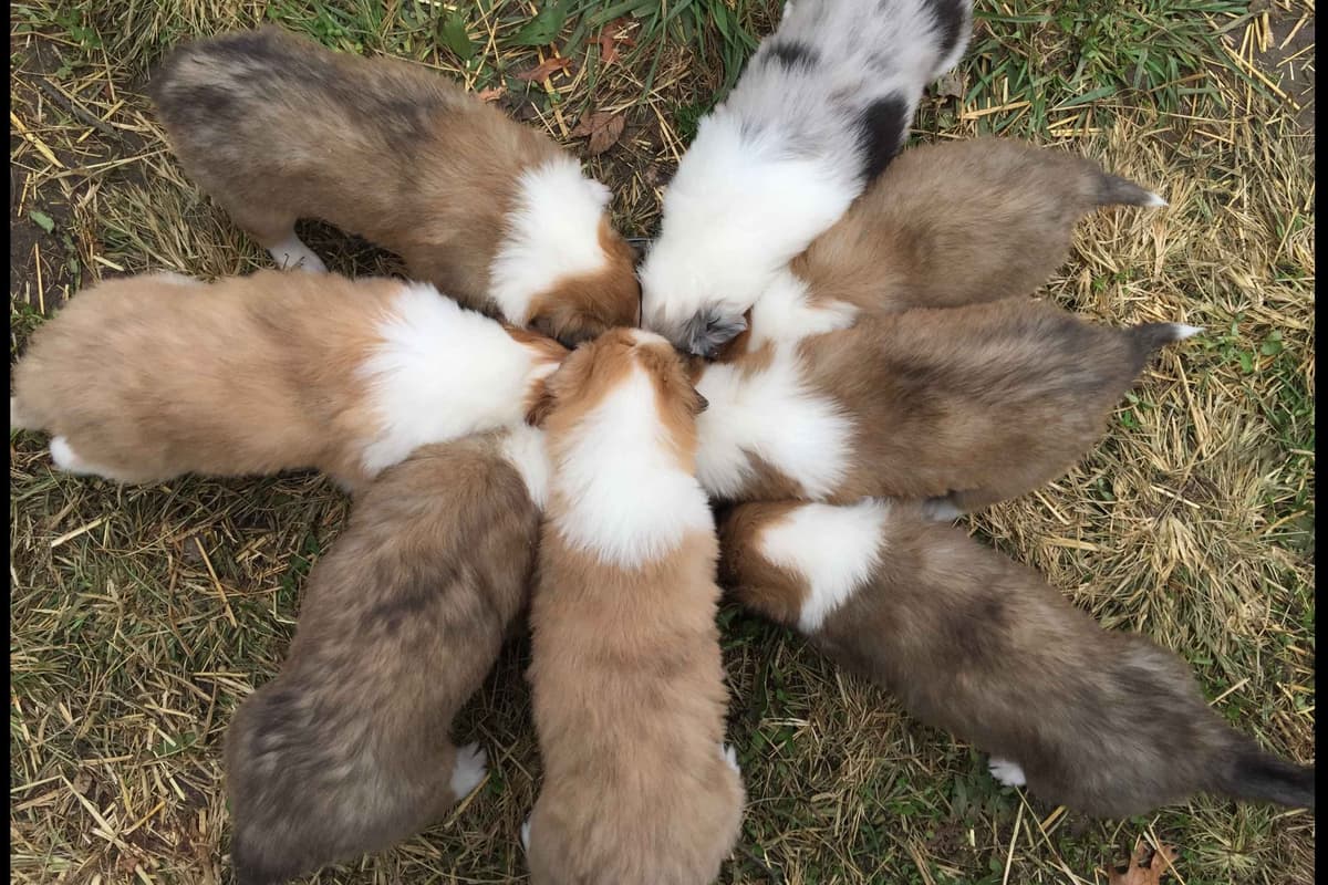 Purebred AKC Rough Collie Puppies - Availeble Now! breeder image 58