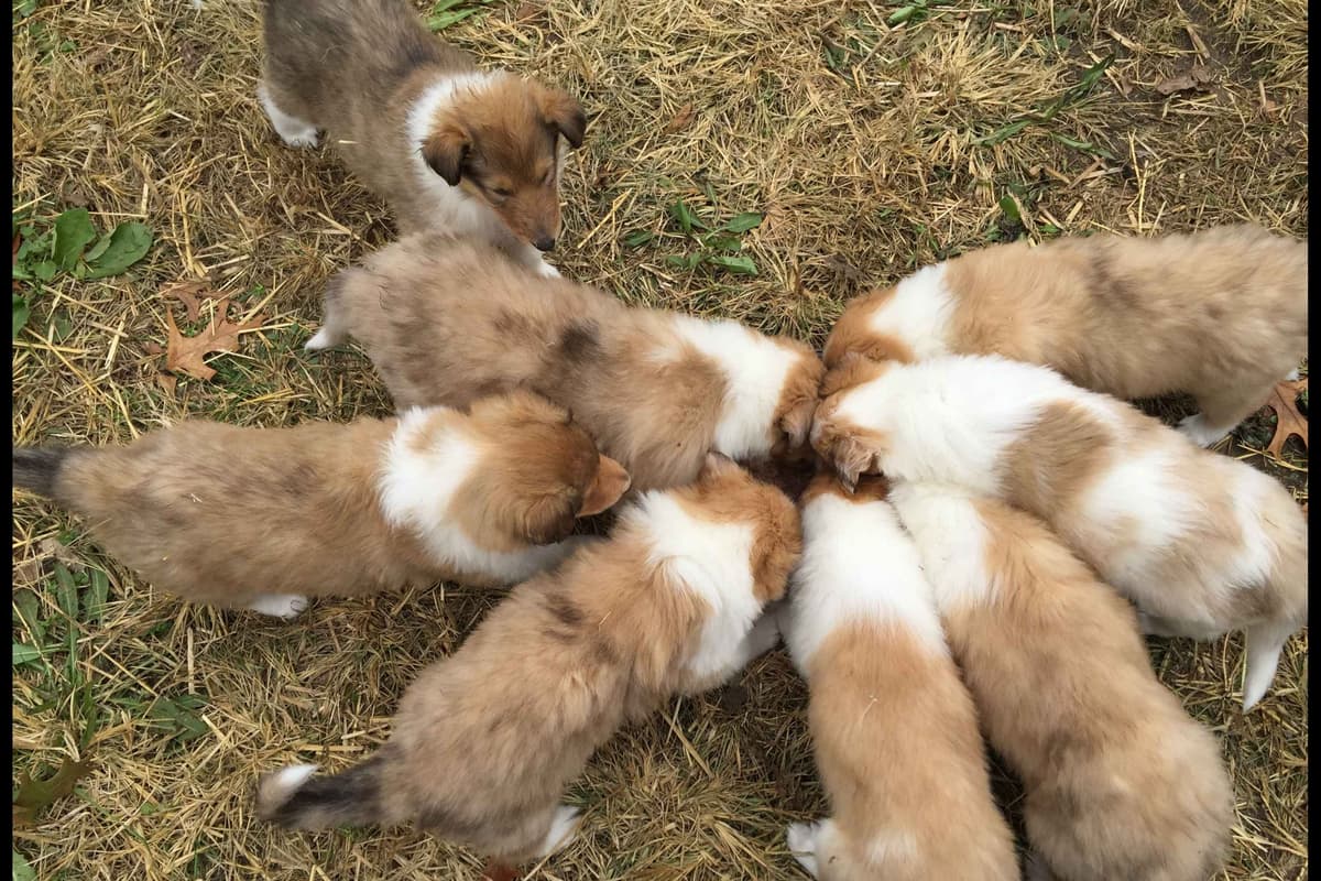 Purebred AKC Rough Collie Puppies - Availeble Now! breeder image 59