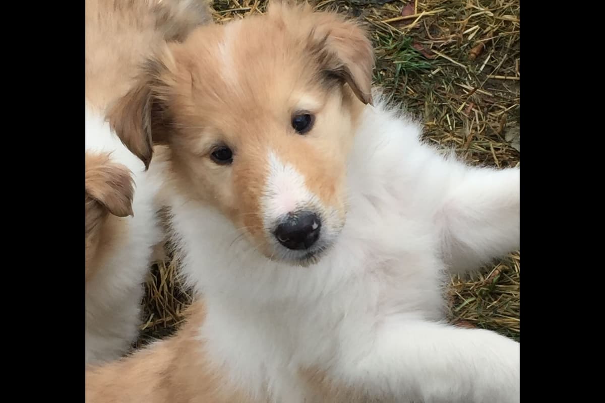 Purebred AKC Rough Collie Puppies - Availeble Now! breeder image 60